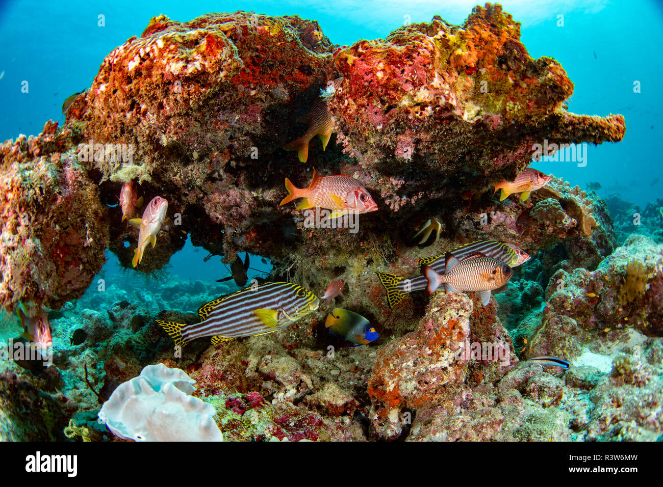 Malediven Korallen Haus für Fische Unterwasser Landschaft Stockfoto