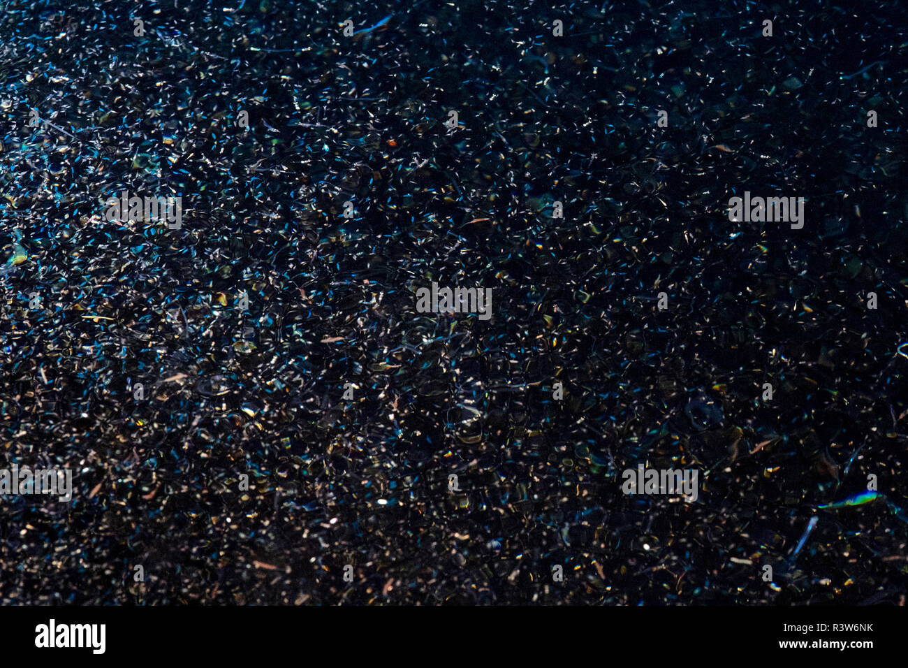 Krill im Meer Makro Detail Stockfoto