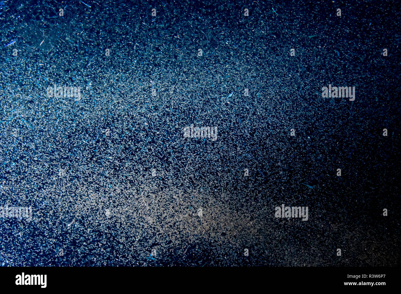 Krill im Meer Makro Detail Stockfoto