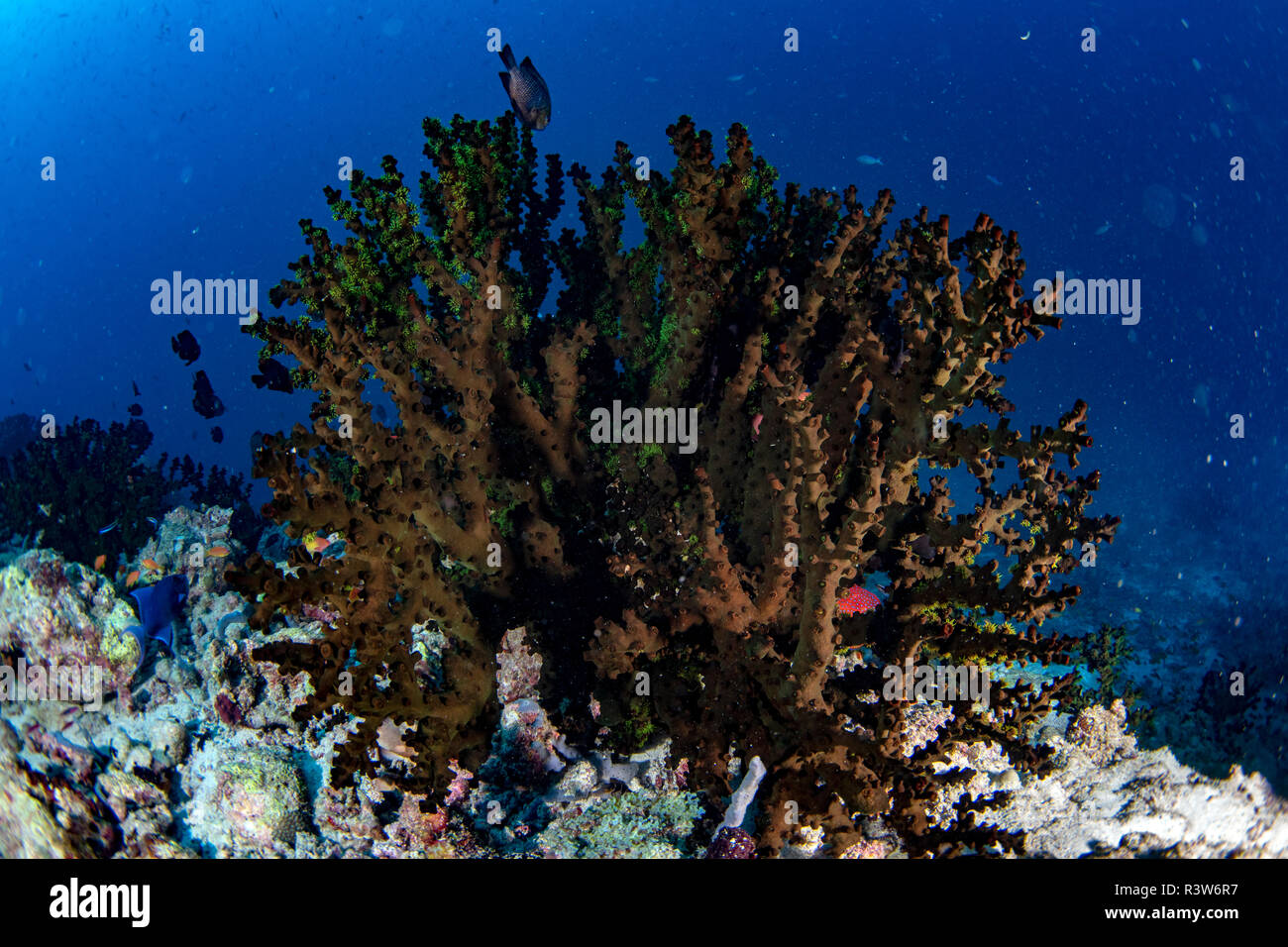 Malediven Korallen Haus für Fische Unterwasser Landschaft Stockfoto