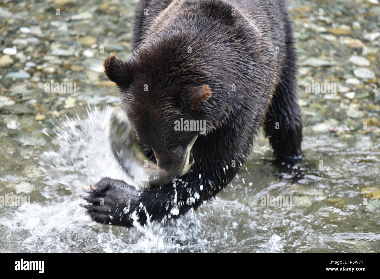 Braunbär, Ursus arctos, Hyder, Alaska, USA Stockfoto