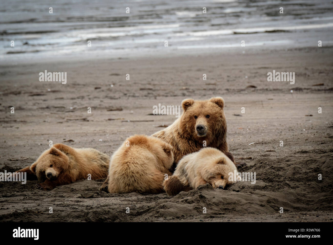 USA, Alaska. Grizzly Bear cubs Stockfoto