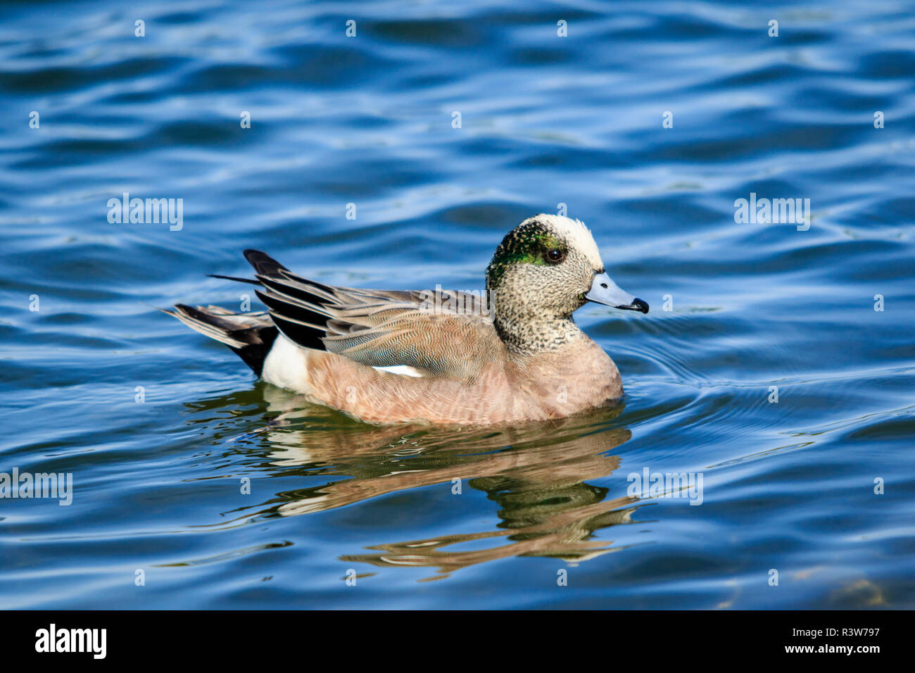 USA, Alaska. Eine männliche Amerikanische Pfeifente in der Zucht Gefieder schwimmt auf Lake Lucille. Stockfoto