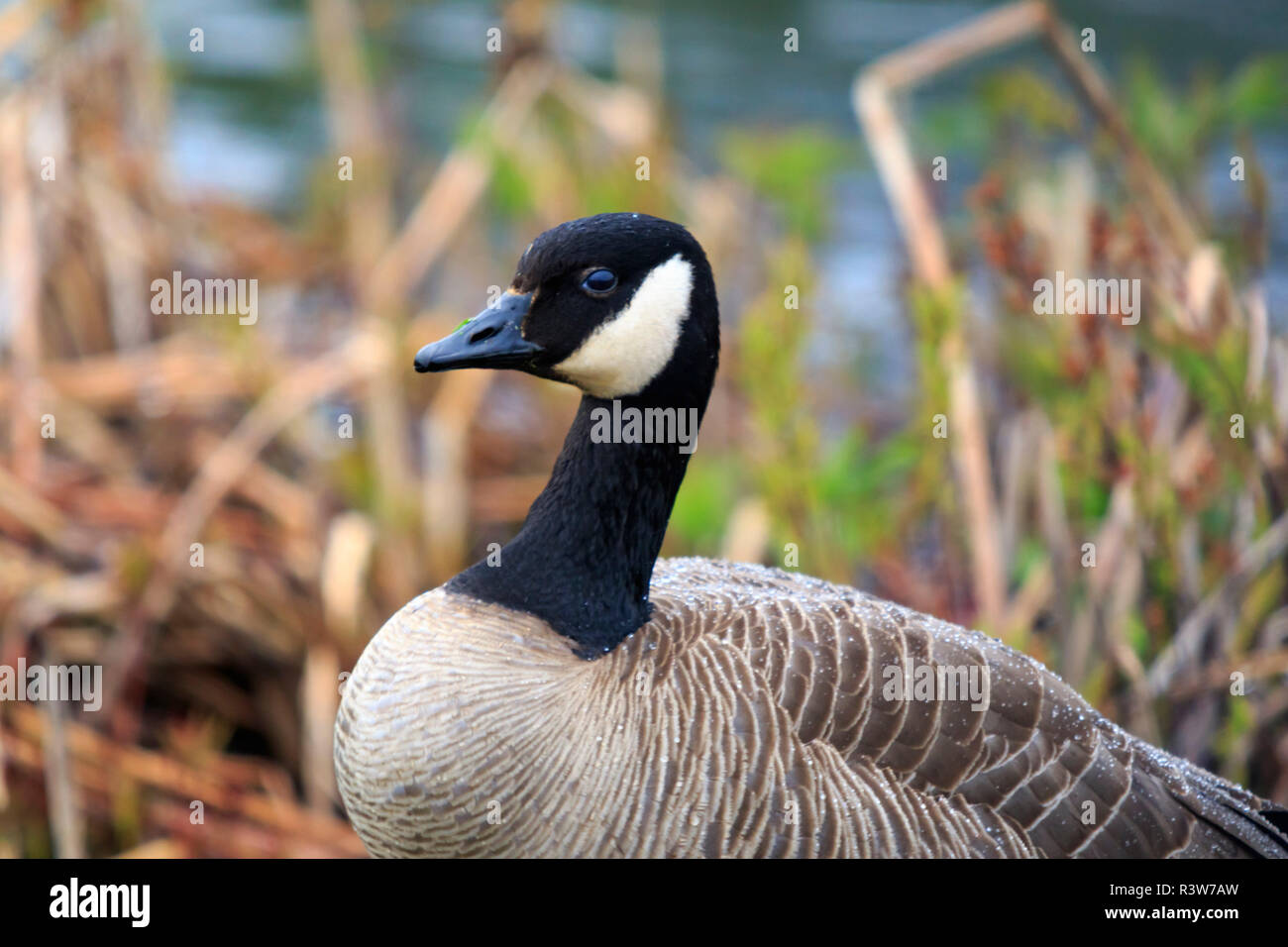 USA, Alaska. Seitenansicht eines Kanada Gans am Rand des Sumpfes. Stockfoto