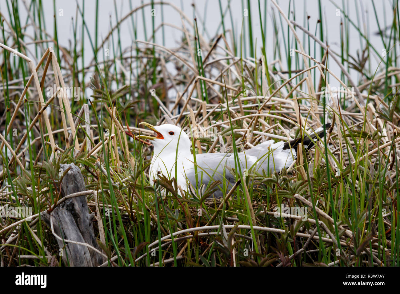 USA, Alaska. Seitenansicht eines Nesting Mew Gull in Potter Marsh. Stockfoto