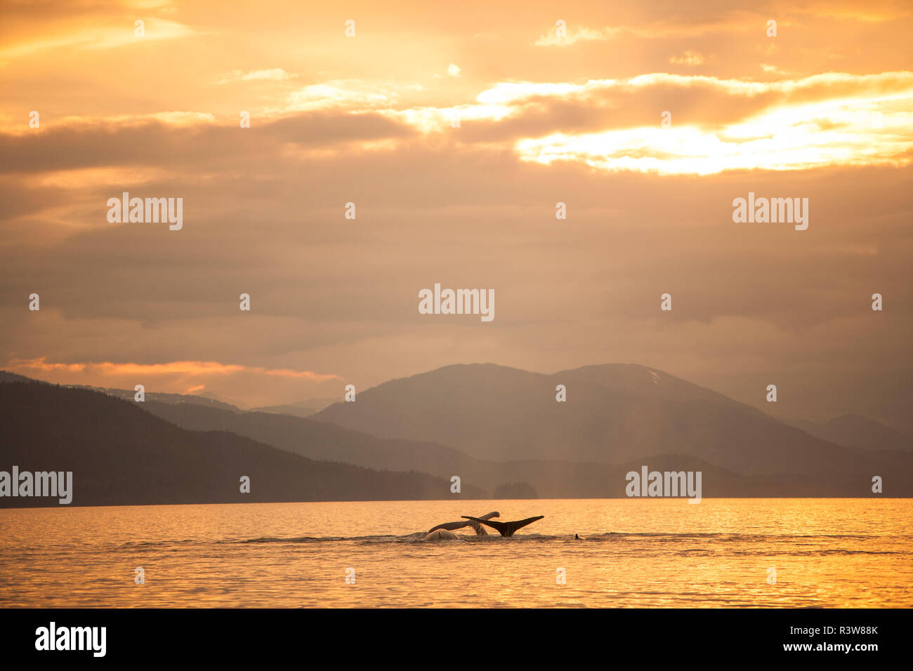 Buckelwale (Megaptera novaeangliae, Chatham Strait, Inside Passage, Alaska, USA Stockfoto