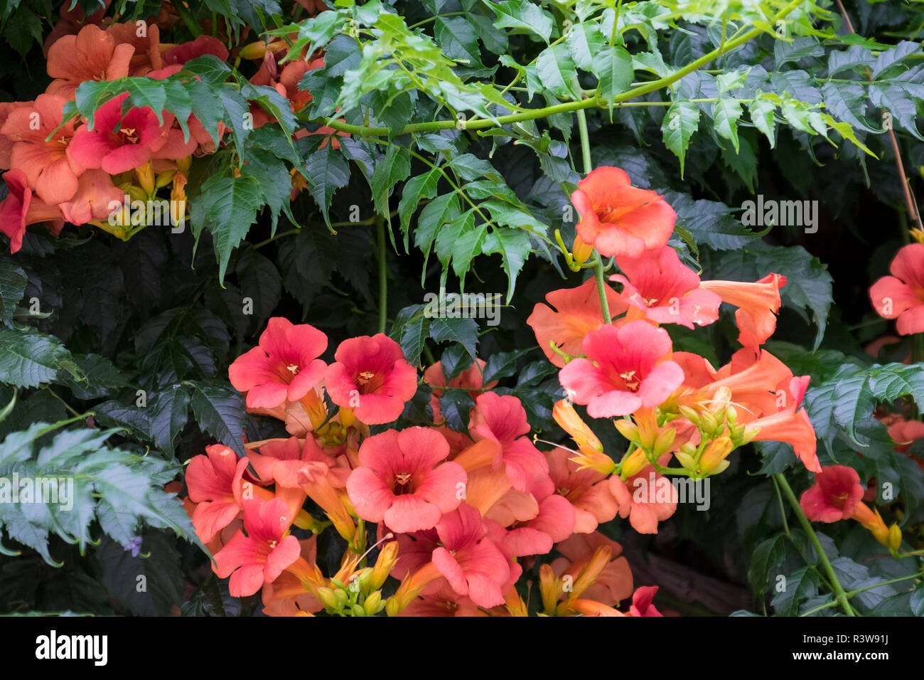 Portugal, Obidos. Campsis radicans ist eine Pflanzenart aus der blühenden Pflanze der Familie Bignoniaceae. Allgemein als Hummingbird Rebsorten bekannt. Stockfoto
