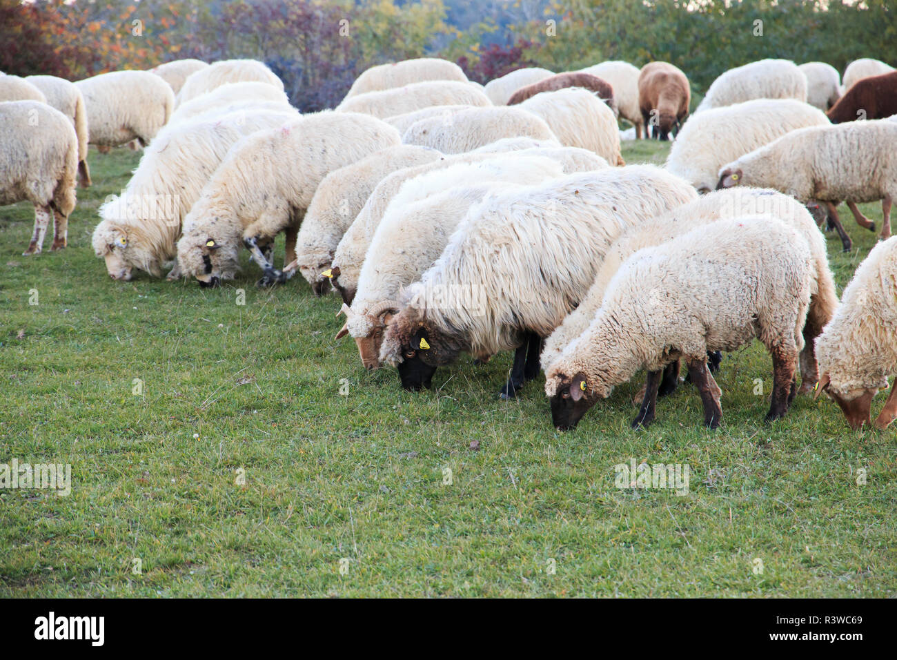 Rumänien, Viscri, Schafe weiden. Stockfoto