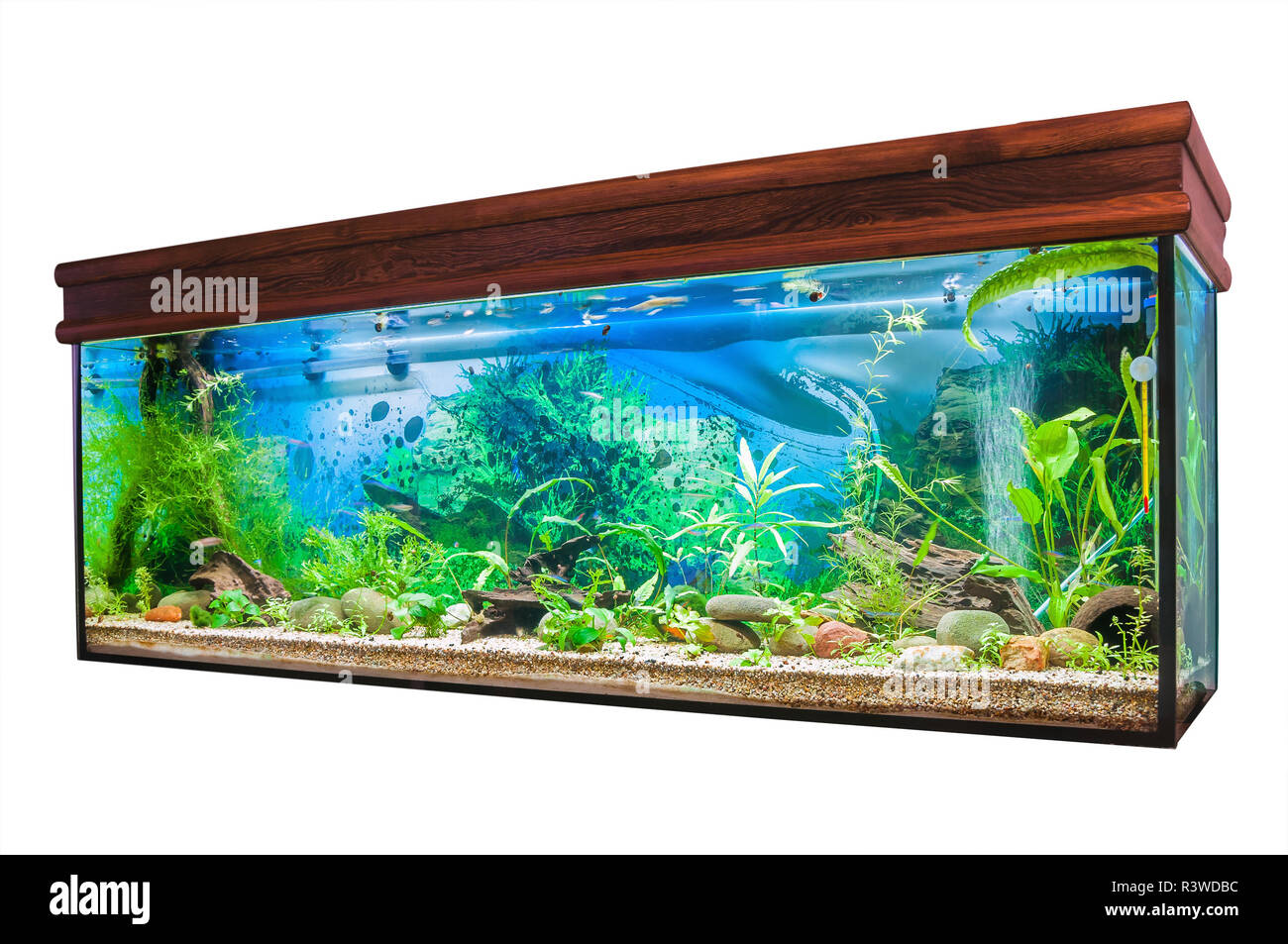 Aquarium auf weißem Hintergrund Stockfoto