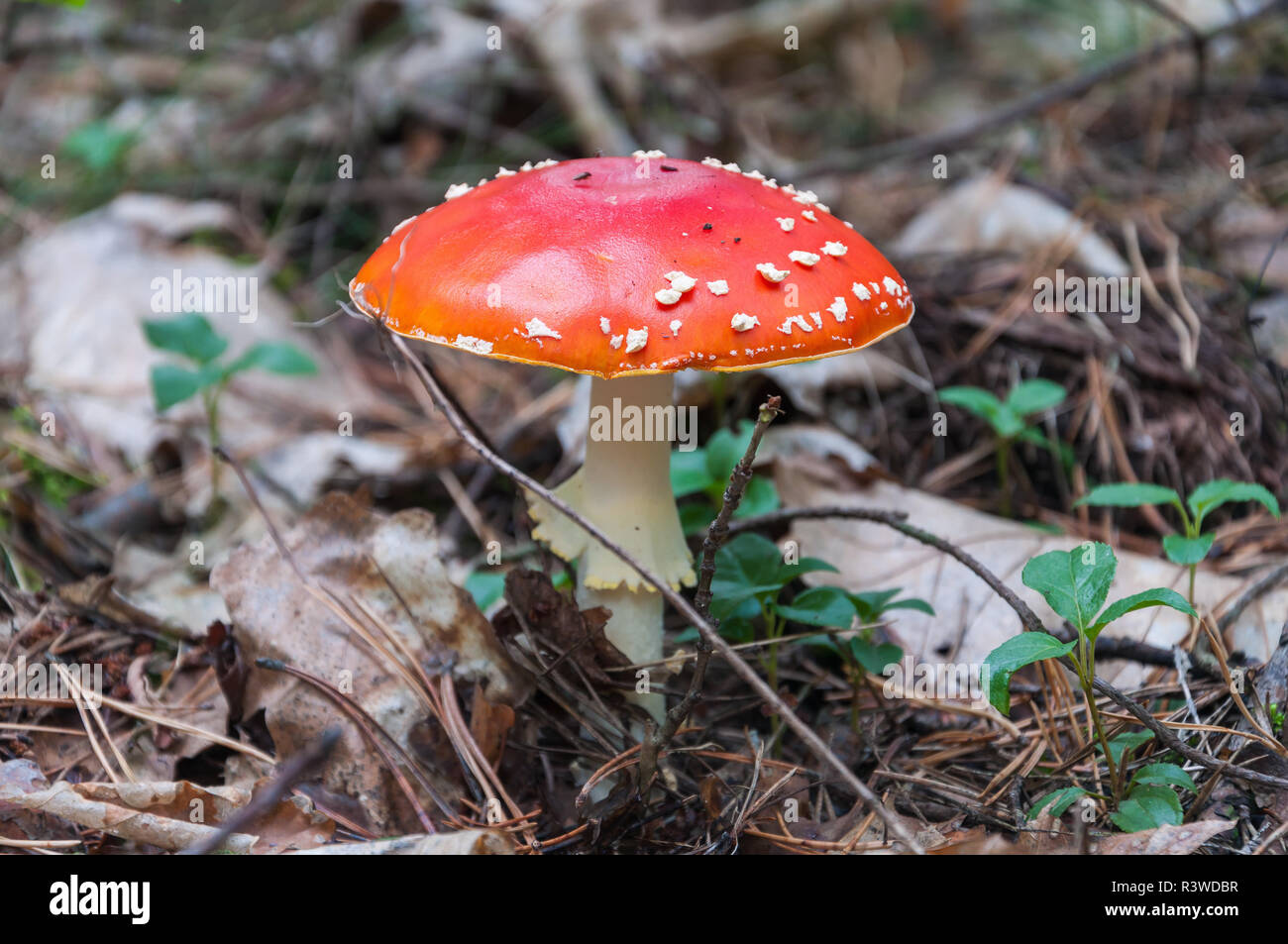 Rote Fliegenpilz im Wald Stockfoto