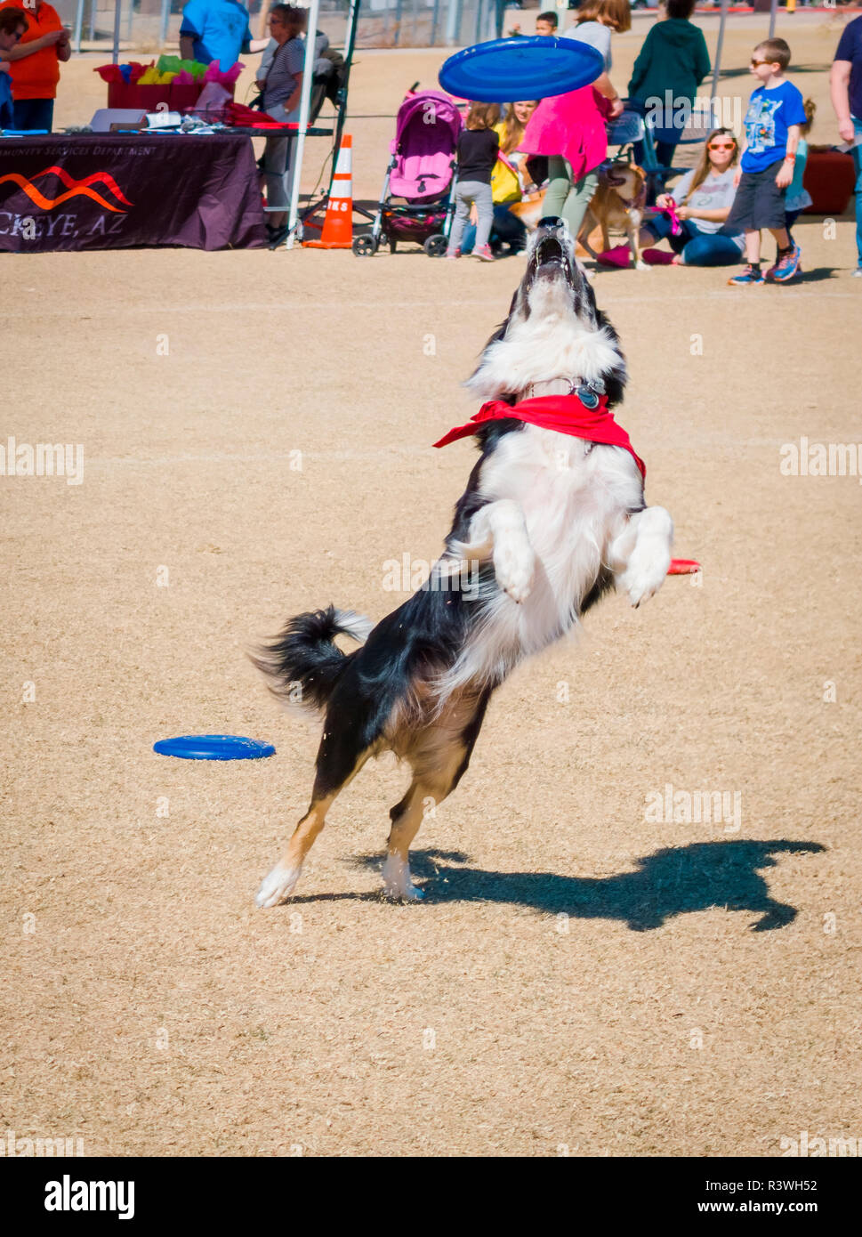 USA, Arizona, Roßkastanie. Hund verfing sich ein Frisbee. Kredit als: Wendy Kaveney/Jaynes Galerie/DanitaDelimont.com Stockfoto