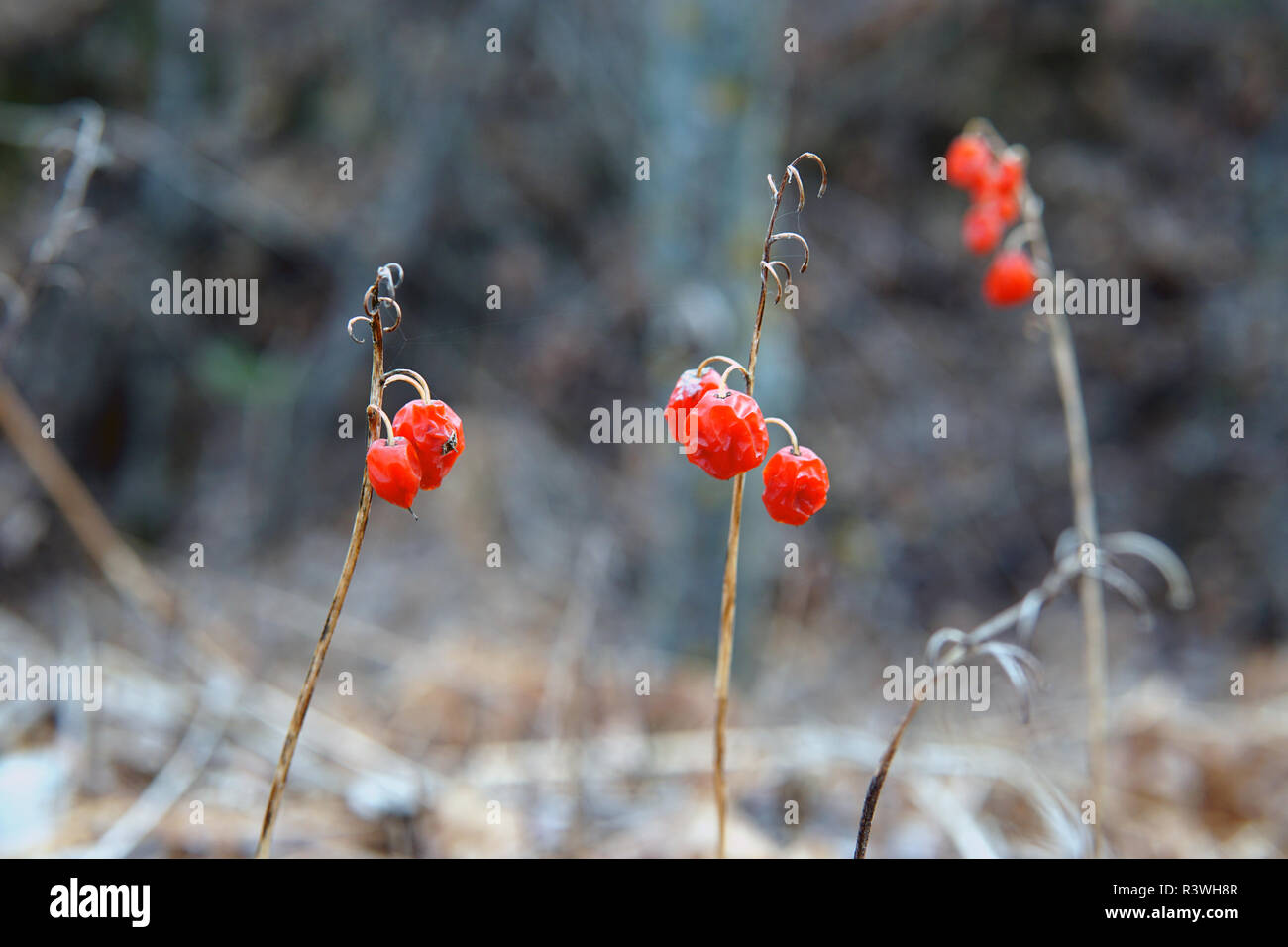 Rote Waldbeeren, Ende Herbst closeup, selektiver Fokus Stockfoto