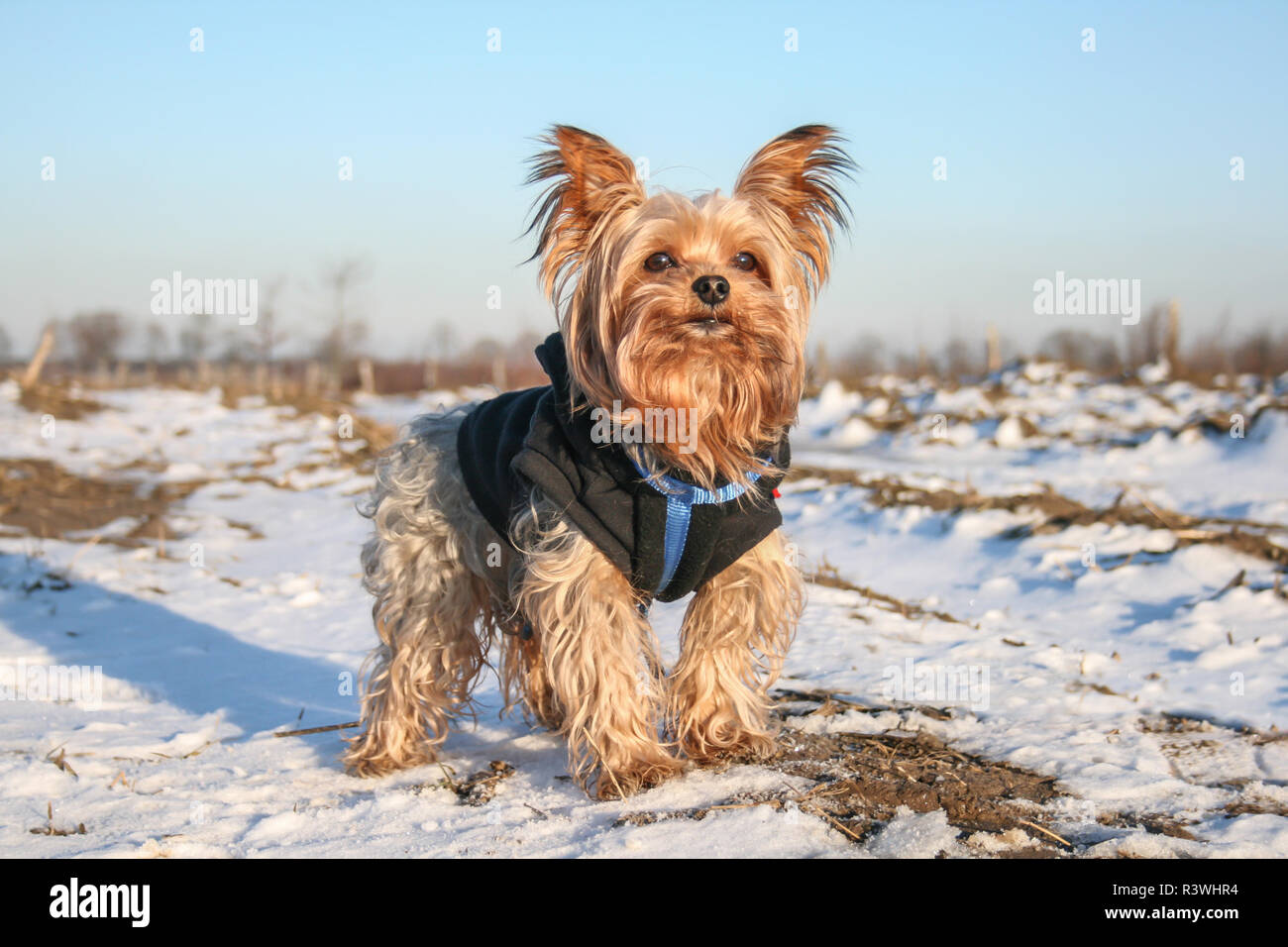 Yorkshire Terrier tragen Sie eine Schicht auf einem sonnigen Wintertag Stockfoto