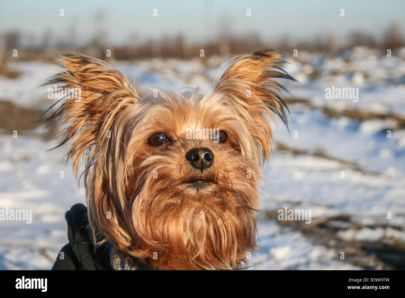 Yorkshire Terrier tragen Sie eine Schicht auf einem sonnigen Wintertag Stockfoto