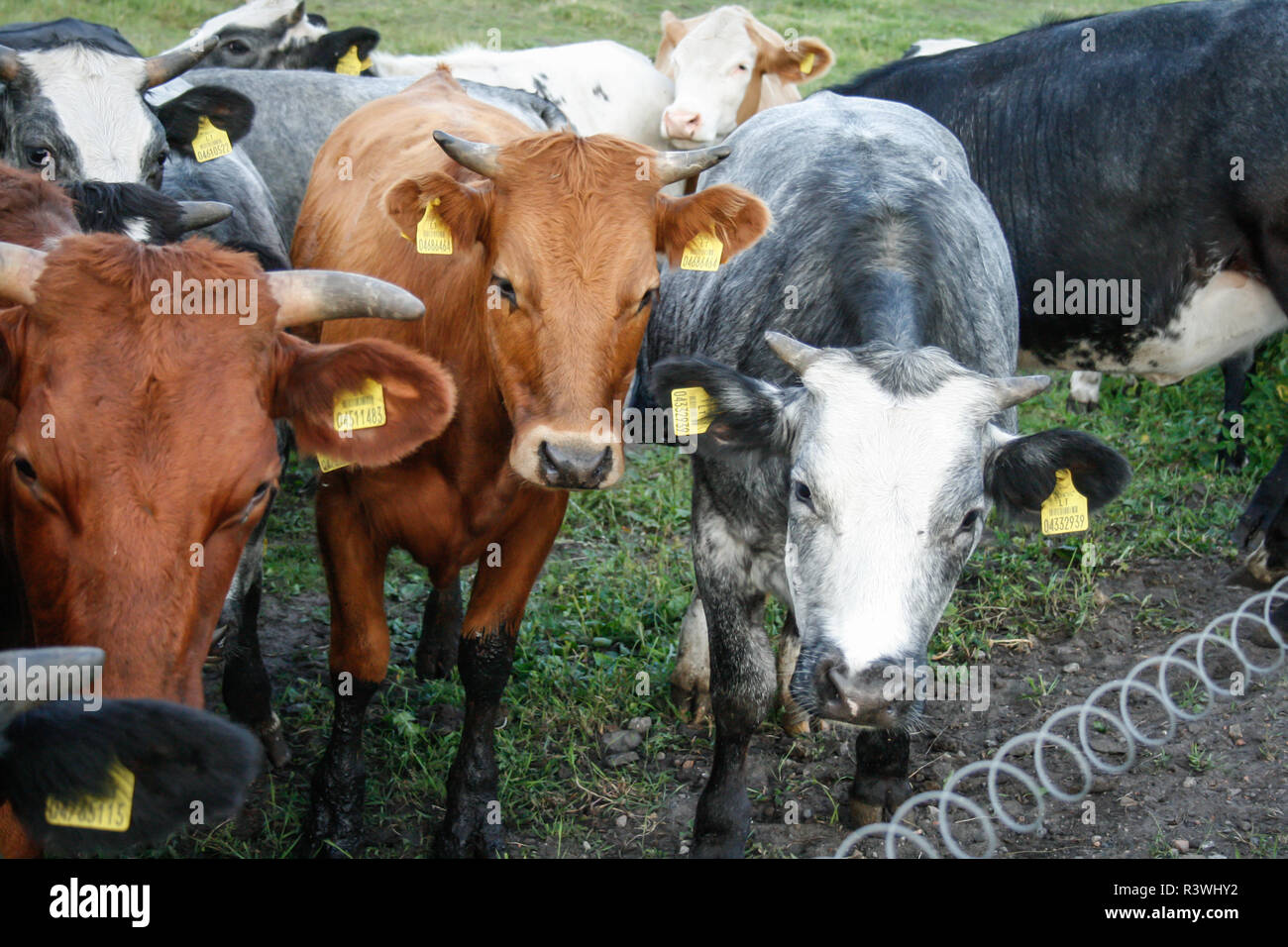Herde von Milchkühen [Bos primigenius Taurus] in freier Bereich Stockfoto