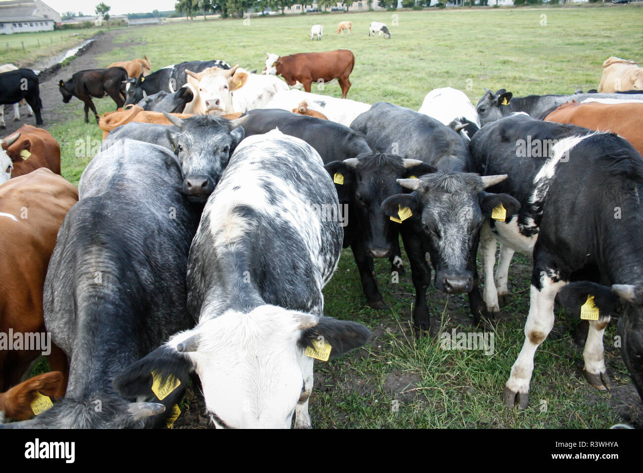 Herde von Milchkühen [Bos primigenius Taurus] in freier Bereich Stockfoto
