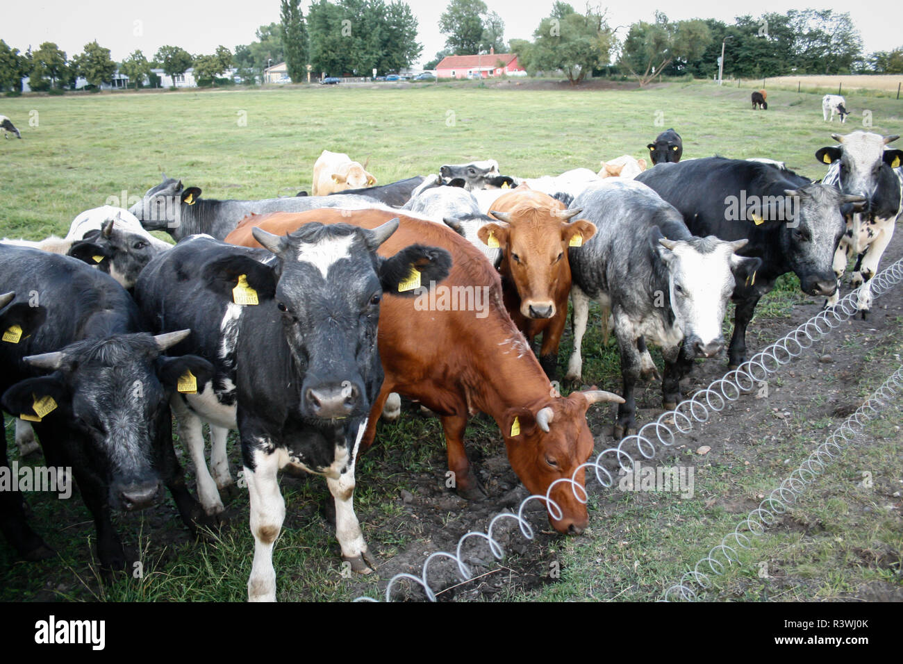 Herde von Milchkühen [Bos primigenius Taurus] in freier Bereich Stockfoto