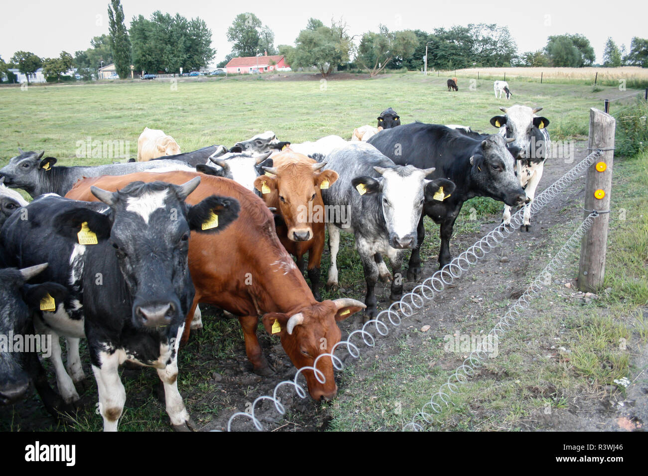 Herde von Milchkühen [Bos primigenius Taurus] in freier Bereich Stockfoto