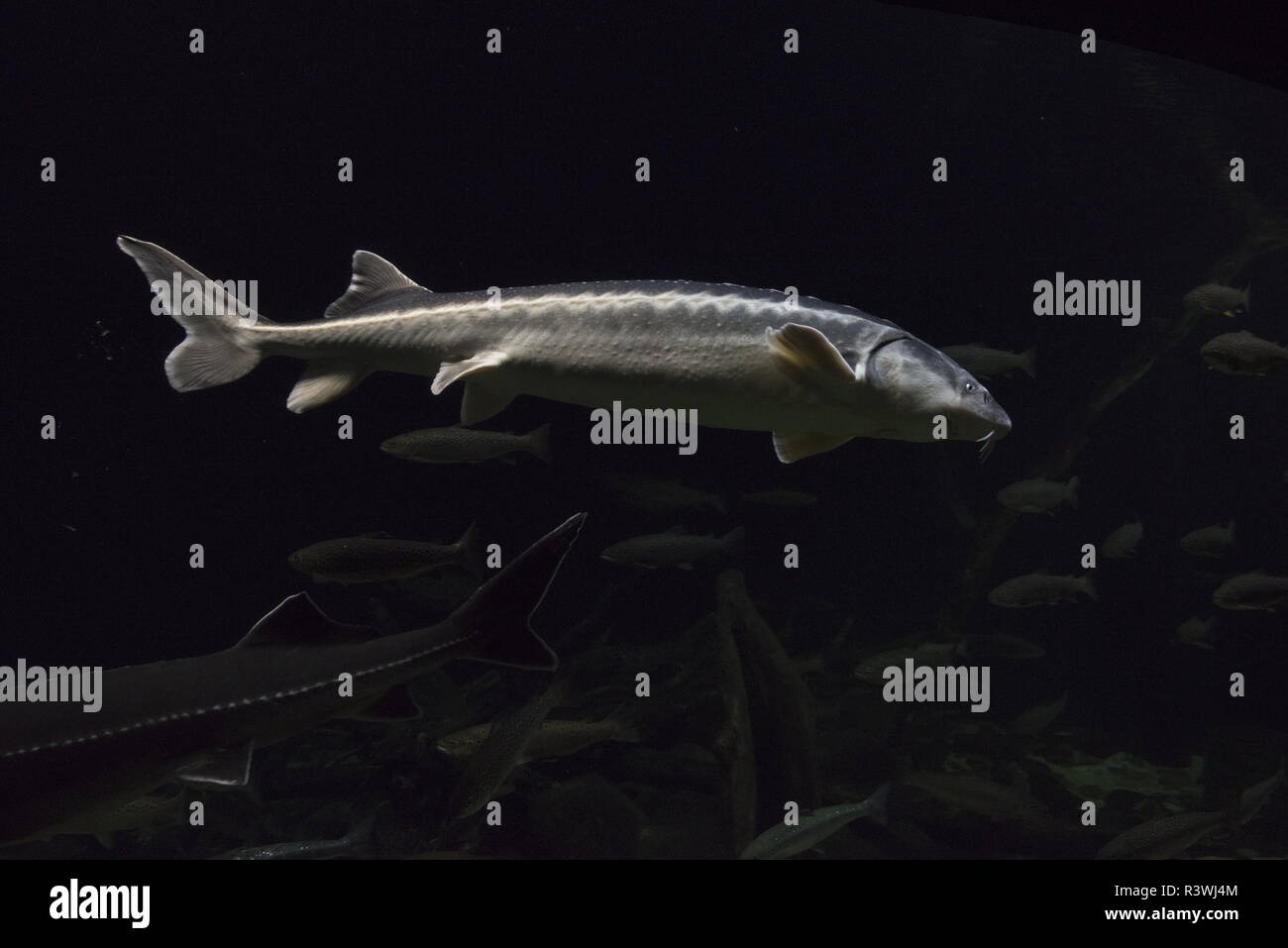 Atlantic sturgeon acipenser oxyrinchus -Fotos und -Bildmaterial in ...
