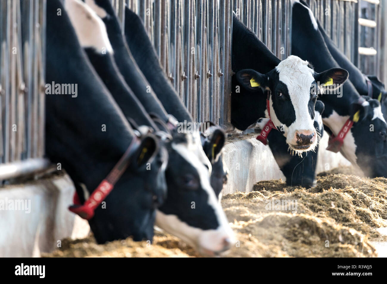Holstein friesian cattle -Fotos und -Bildmaterial in hoher Auflösung ...