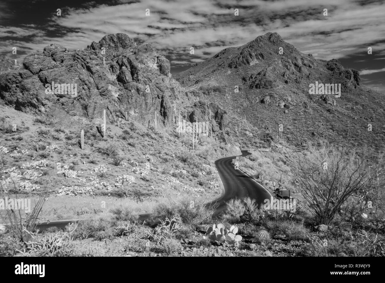 Usa, Arizona, Tucson Mountain Park Stockfoto