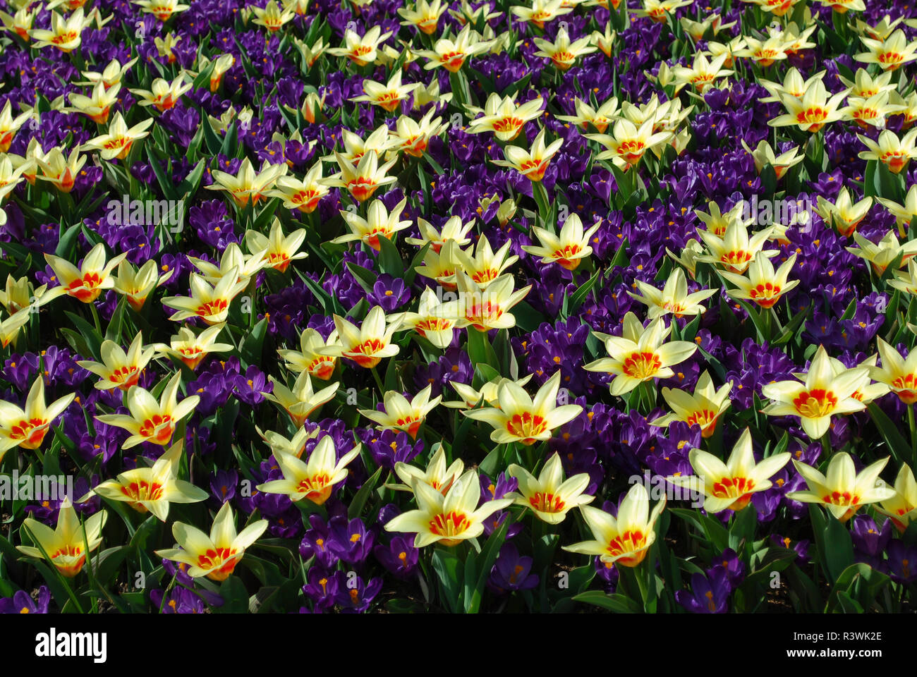 Tulip Corona und Crocus Blume Datensatz in den Park gewachsen. Frühling in den Niederlanden. Stockfoto