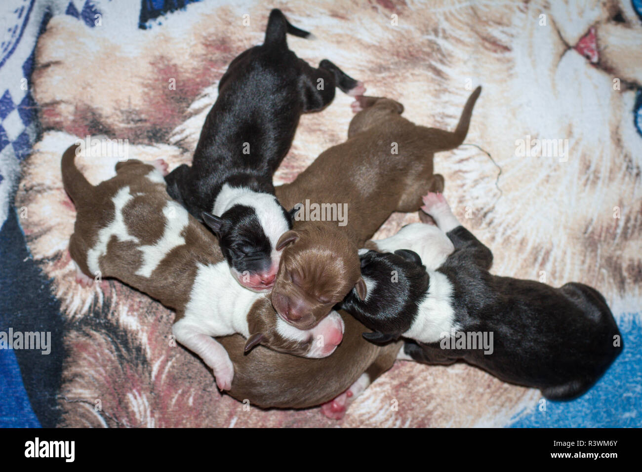 Bunte neugeborenen Wurf von American Pit Bull Terrier liegend auf einem Handtuch in einer sauberen Umgebung Stockfoto