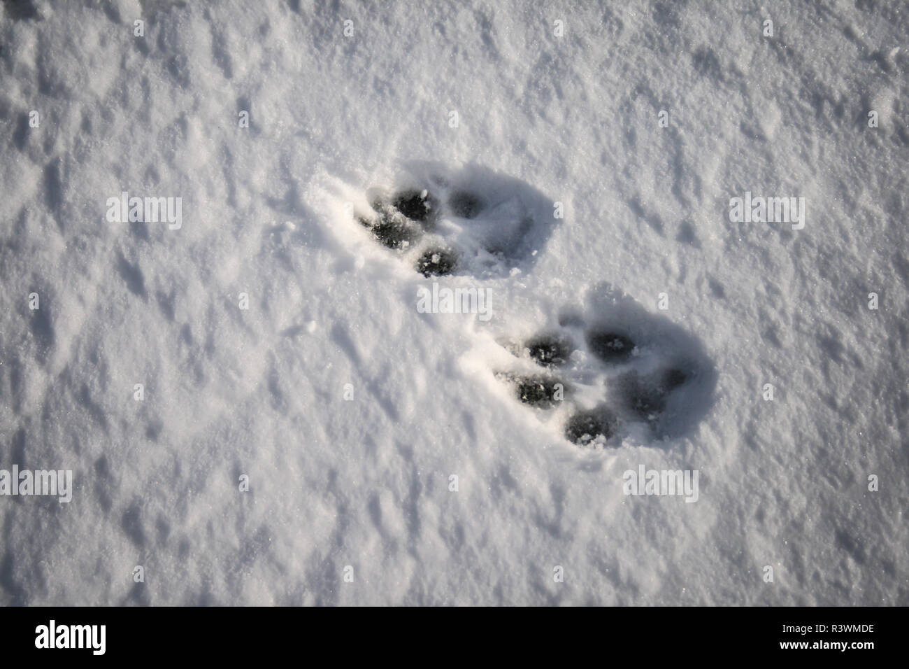 Pfotenabdrücke von einem Hund im Schnee Stockfoto