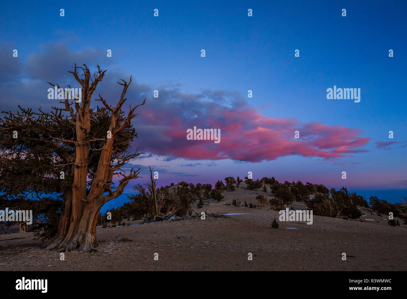 Bristlecone Pine, Ancient Bristlecone Pine Forest, White Mountains, Kalifornien Stockfoto