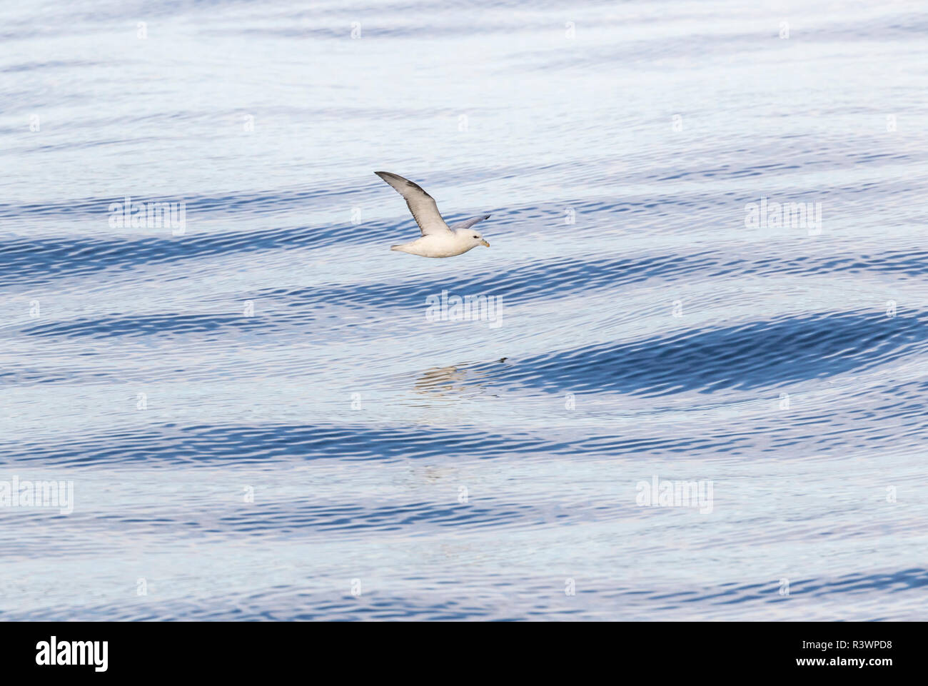Northern Eissturmvogel, auch Arktis Eissturmvogel (Fulmarus glacialis) in der Nähe der Küste des südlichen Grönland genannt. Stockfoto