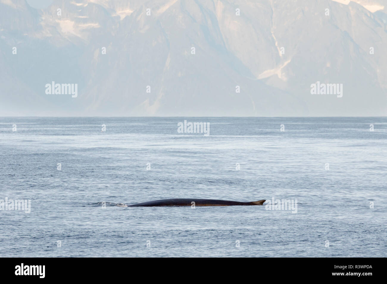 Finnwale (Balaenoptera physalus) in der Nähe der Küste des südlichen Grönland, Nordamerika, Grönland, Dänemark Stockfoto