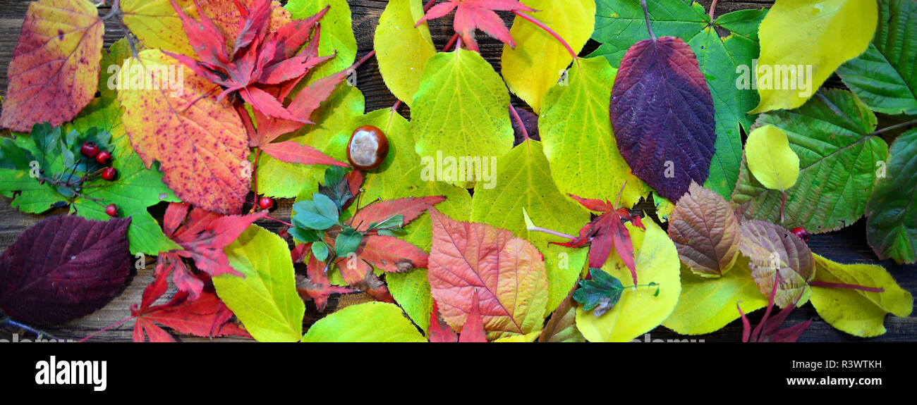 Herbst Hintergrund Stockfoto