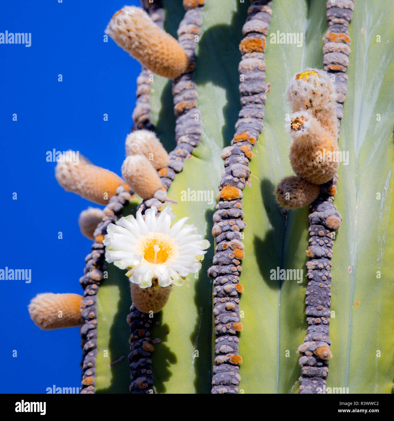 Isla San Esteban, Baja, Isla Santa Catalina, Golf von Kalifornien, Mexiko. In der Nähe von Cardon Kaktus mit Blüte. Stockfoto