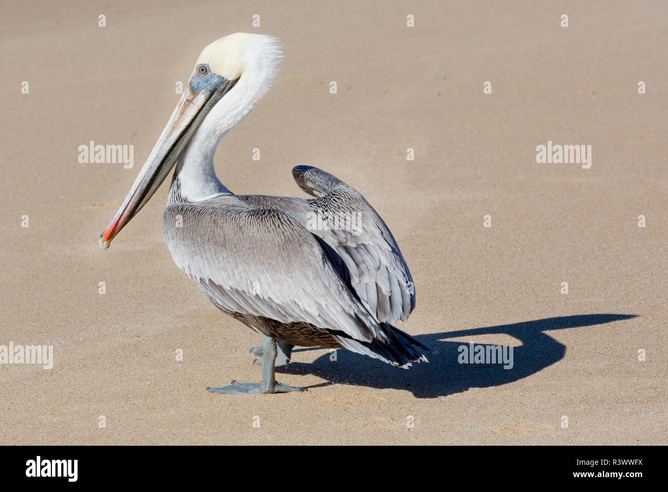 Mexiko, Baja California Sur, Todos Santos, Cerritos. Brauner Pelikan, Pelecanus occidentalis. Stockfoto