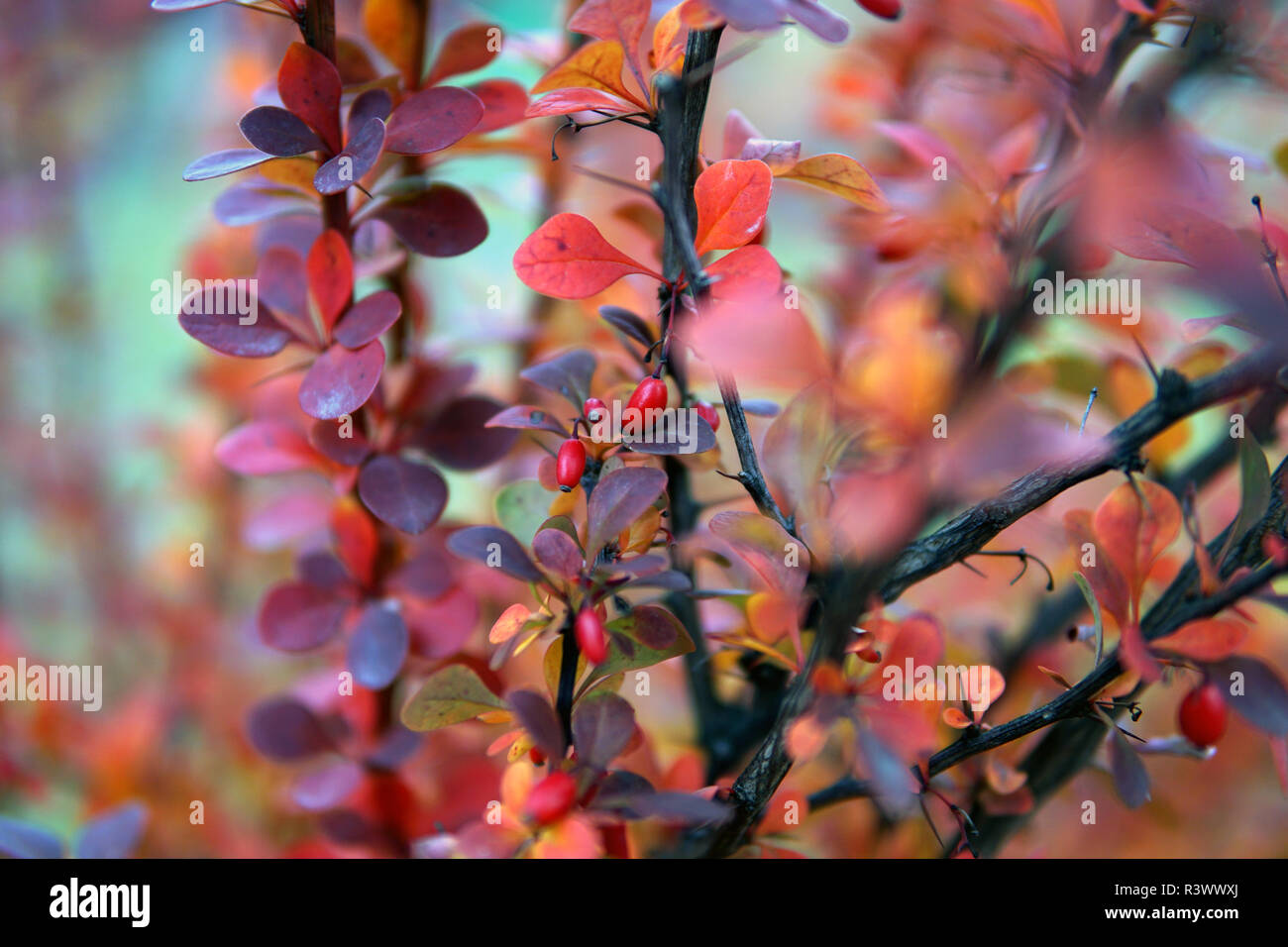 Berberis Barberry Stockfotos & Berberis Barberry Bilder ...