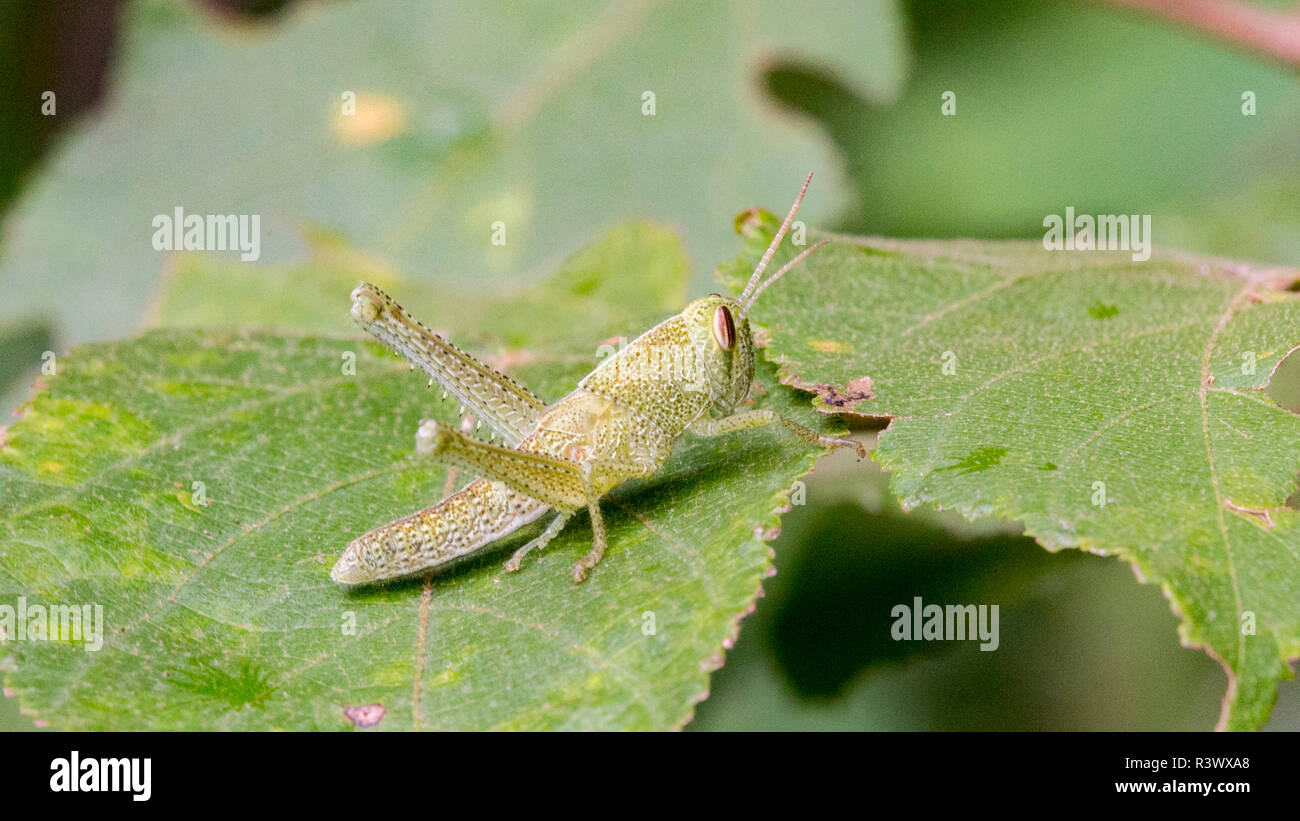 Costa Rica, Mittelamerika. Grasshopper. Stockfoto