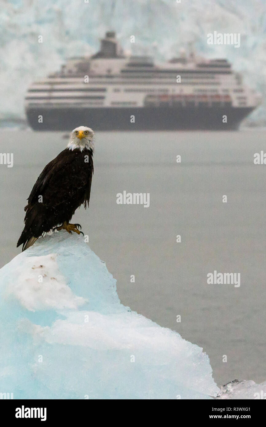 Weißkopfseeadler und Kreuzfahrtschiff, Glacier Bay National Park, Alaska Stockfoto