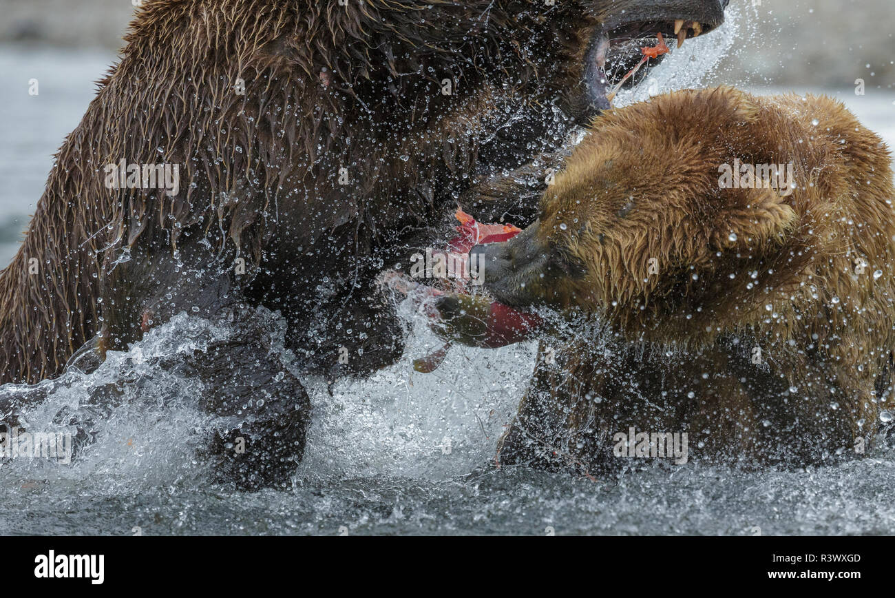 Braunbären fischen, Katmai National Park, Alaska, USA Stockfoto