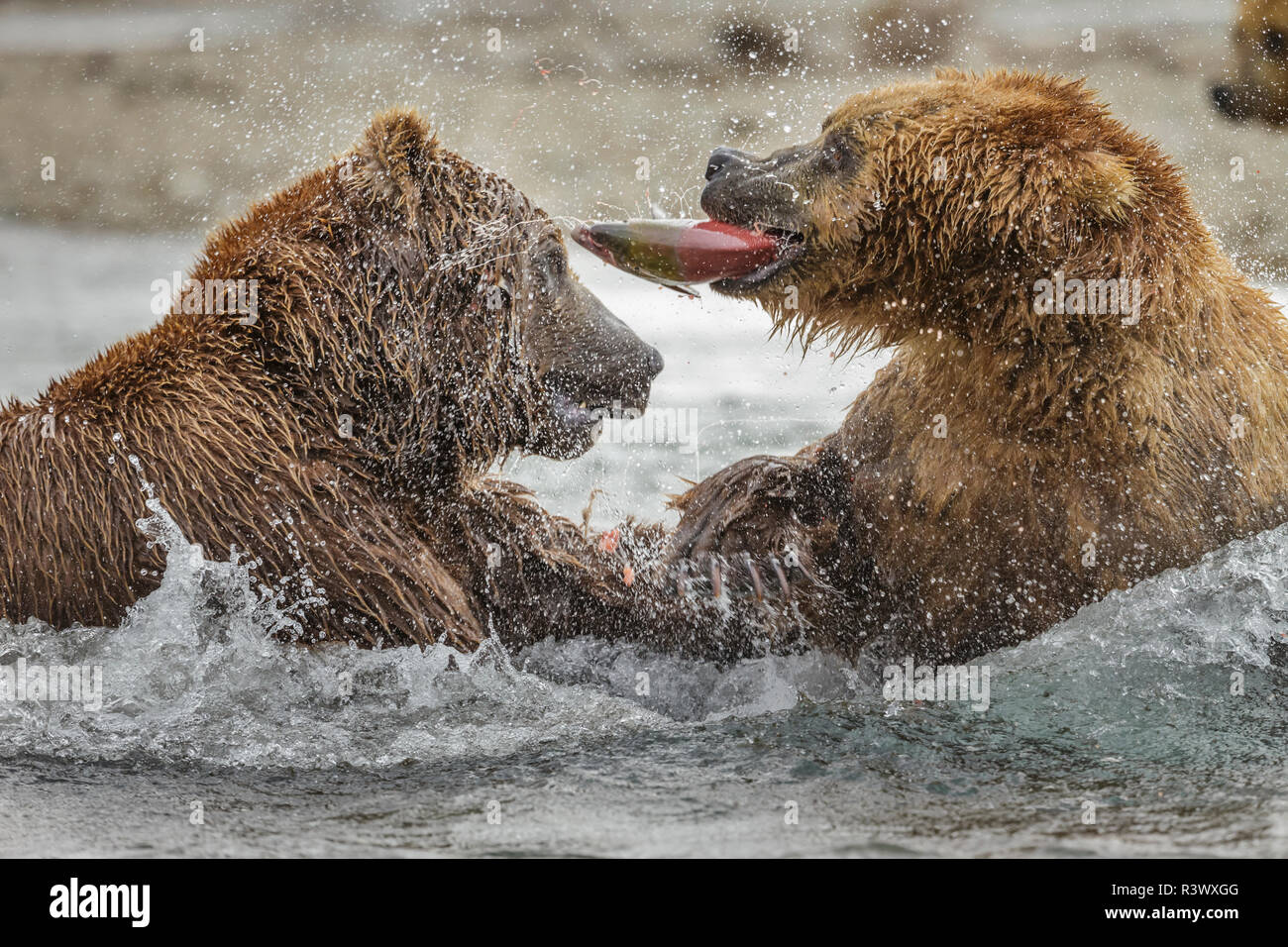 Braunbären, Katmai Nationalpark, Alaska, USA Stockfoto