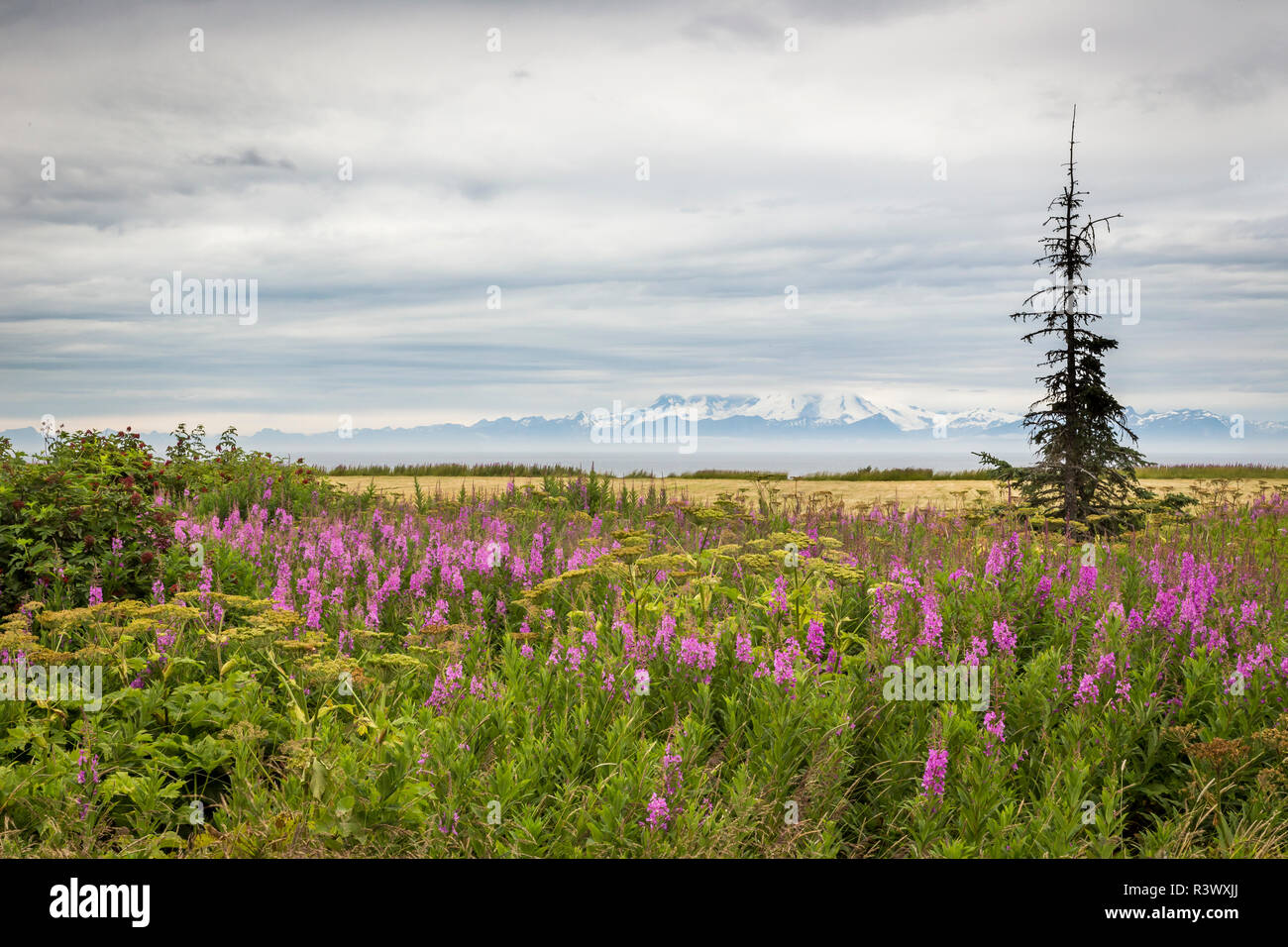 USA, Alaska, Kenai Halbinsel. Landschaft mit Bergen und Wildblumen. Stockfoto