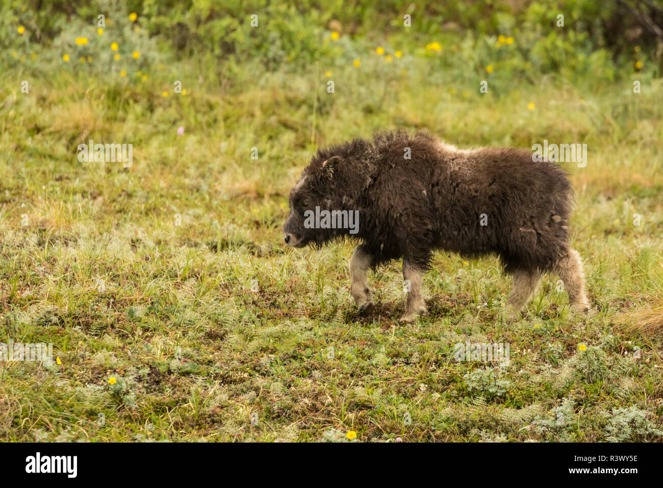 USA, Alaska, Nome. Moschusochse Kalb. Stockfoto