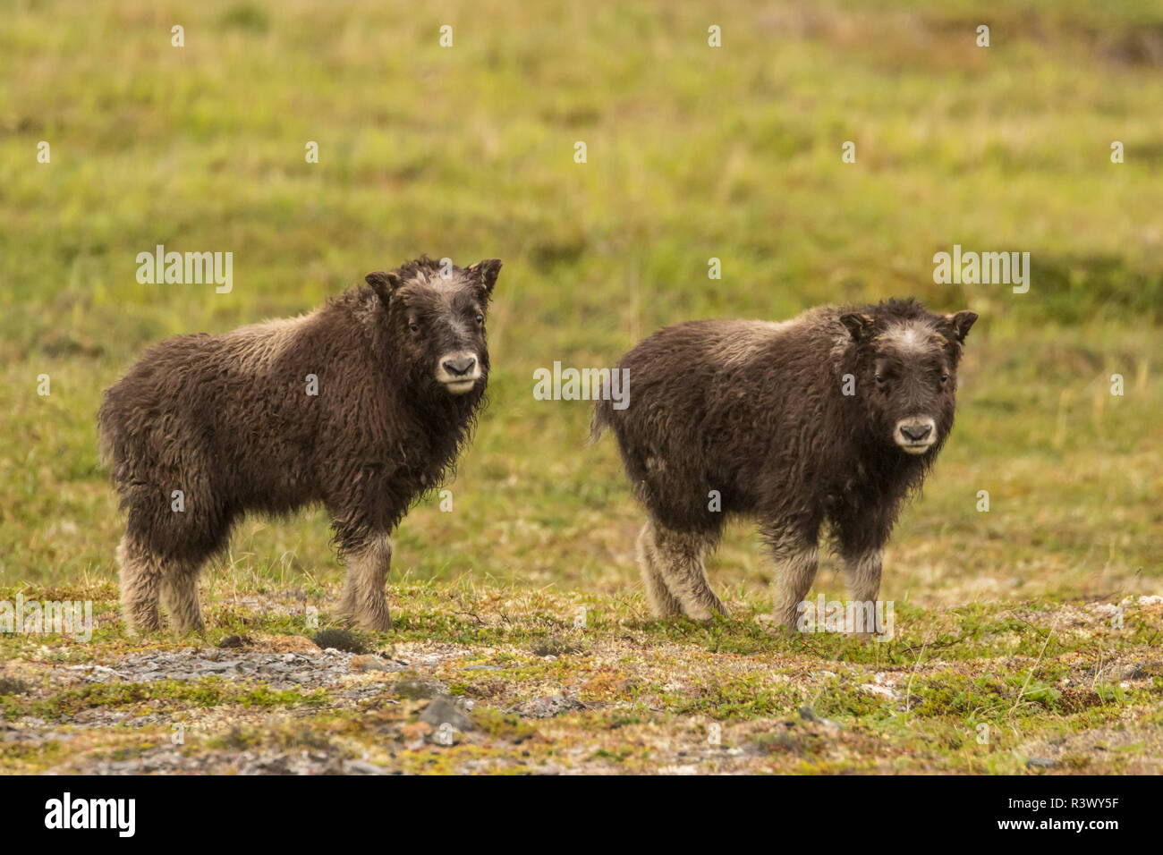 USA, Alaska, Nome. Zwei Moschus Ochsen Kälber. Stockfoto