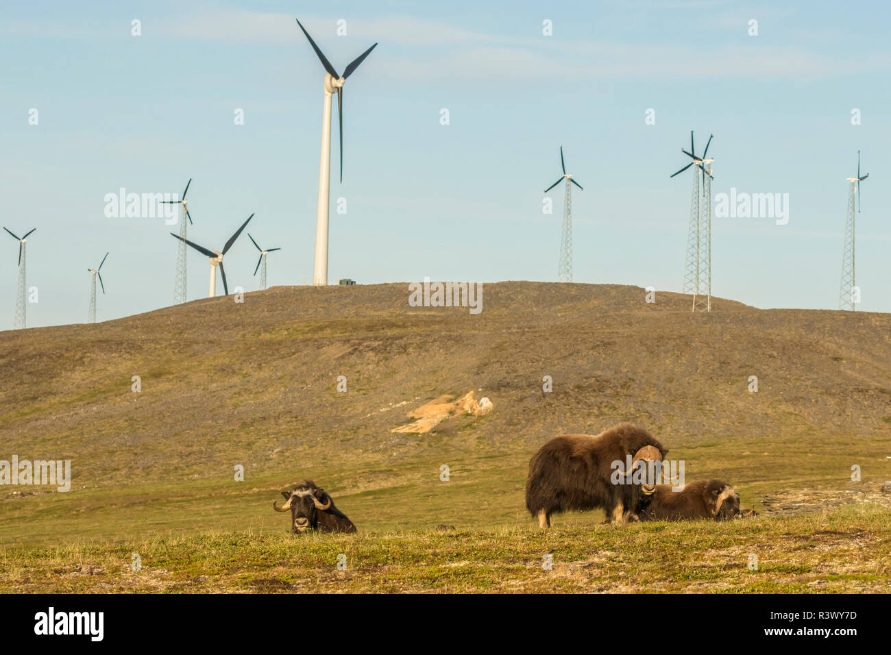 USA, Alaska, Nome. Moschusochsen und Windpark Strukturen. Stockfoto