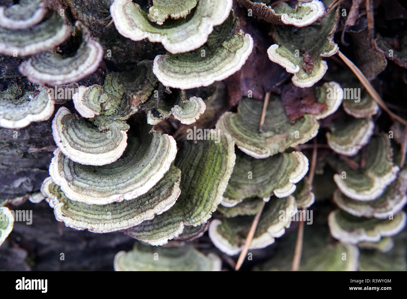 Trocken Trametes hirsuta Behaarte Halterung Pilz auf faulen Birkenstamm  Stockfotografie - Alamy