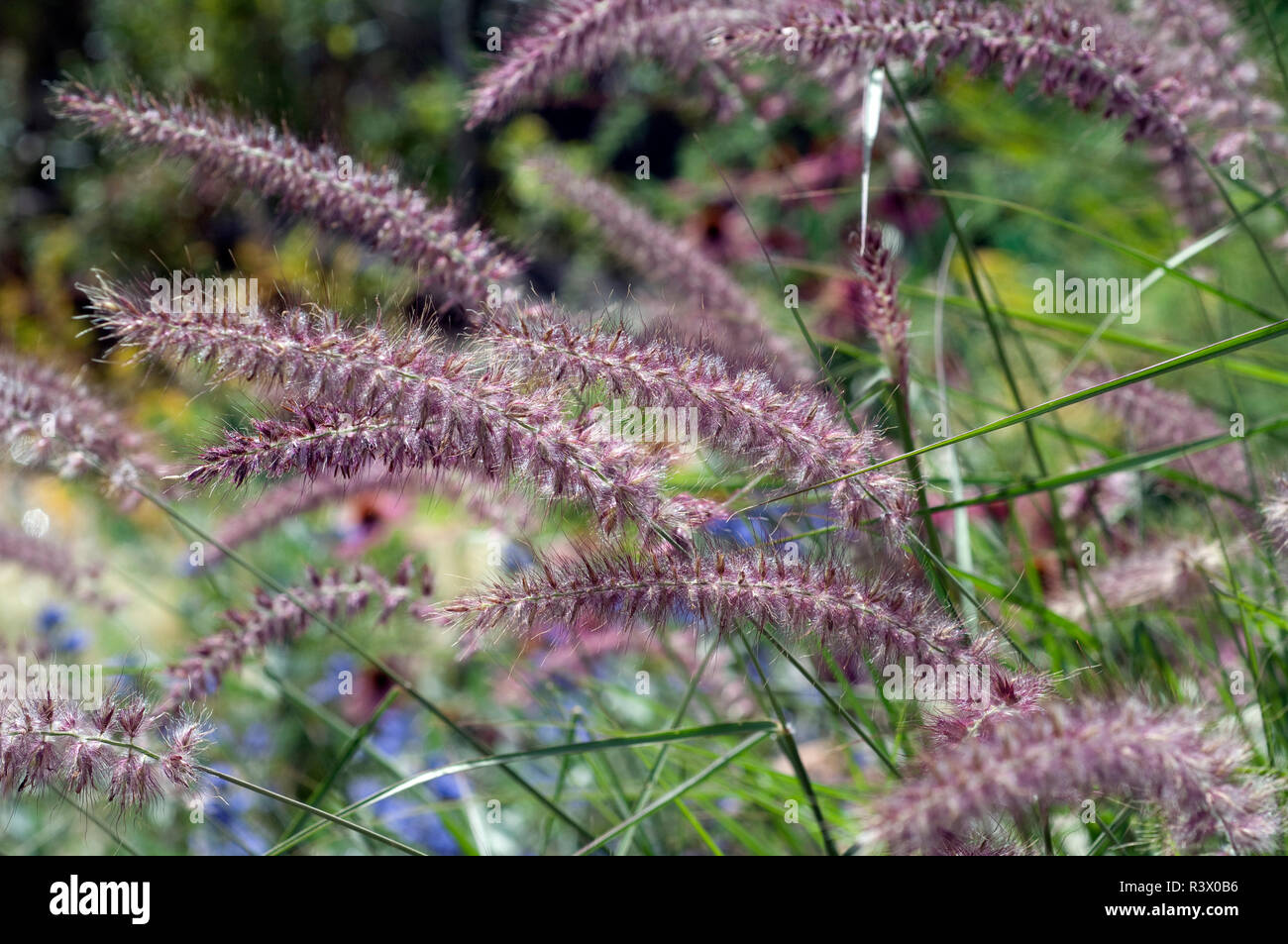 Lampenputzergras Pennisetum orientale Stockfoto