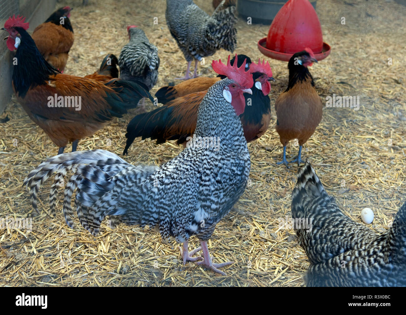 Vorwerkhuhn, Deutscher Sperber Stockfoto