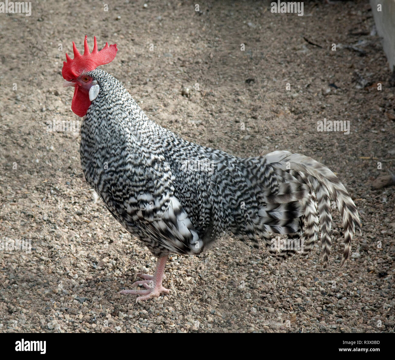 Deutscher, Sperber, Haushuhnrasse Stockfoto