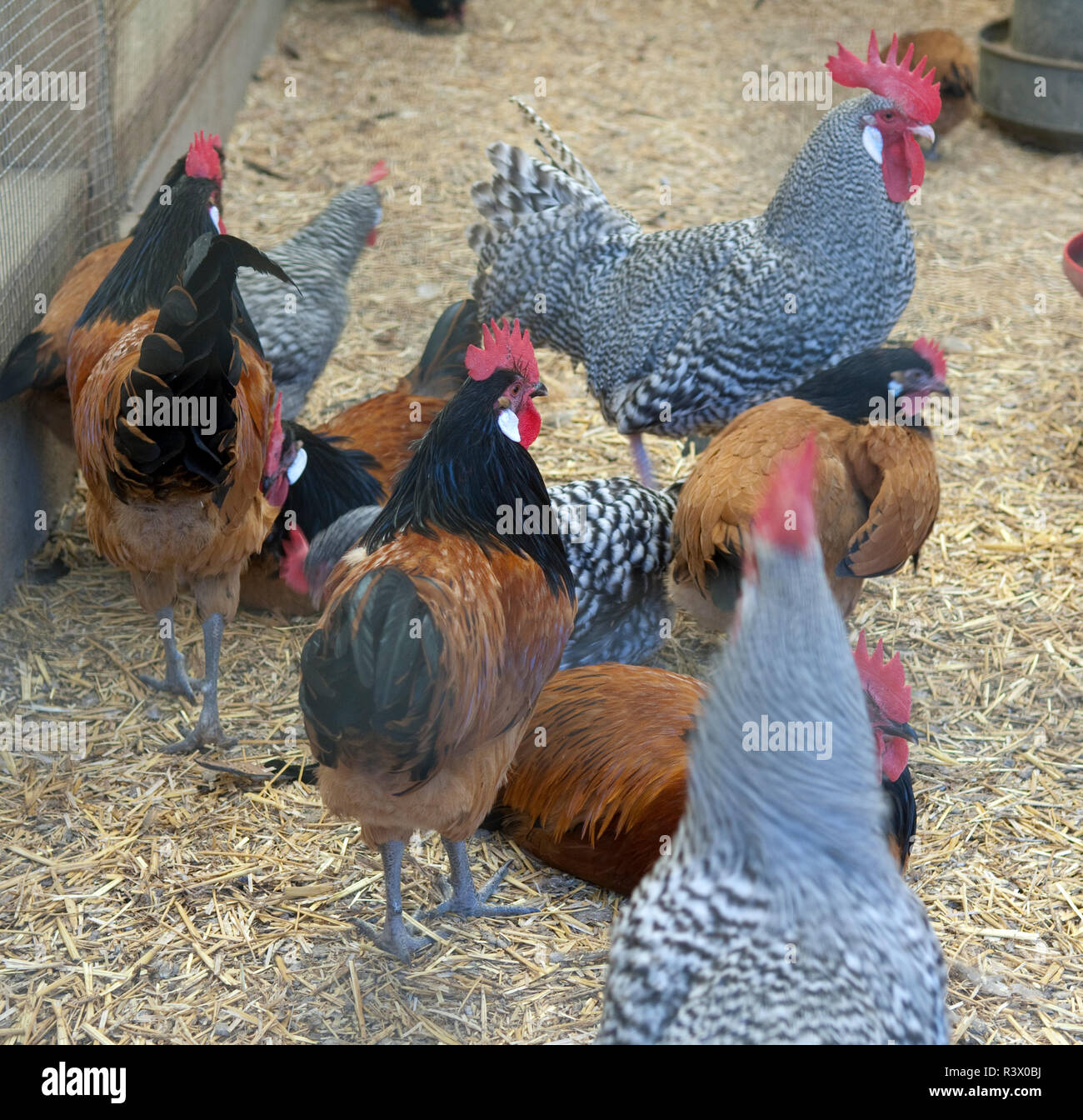 Vorwerkhuhn, Deutscher Sperber Stockfoto