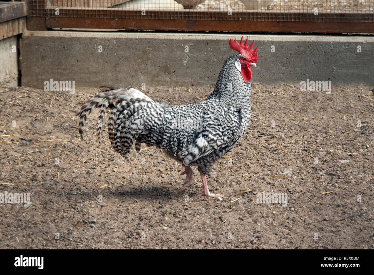 Deutscher, Sperber, Haushuhnrasse Stockfoto