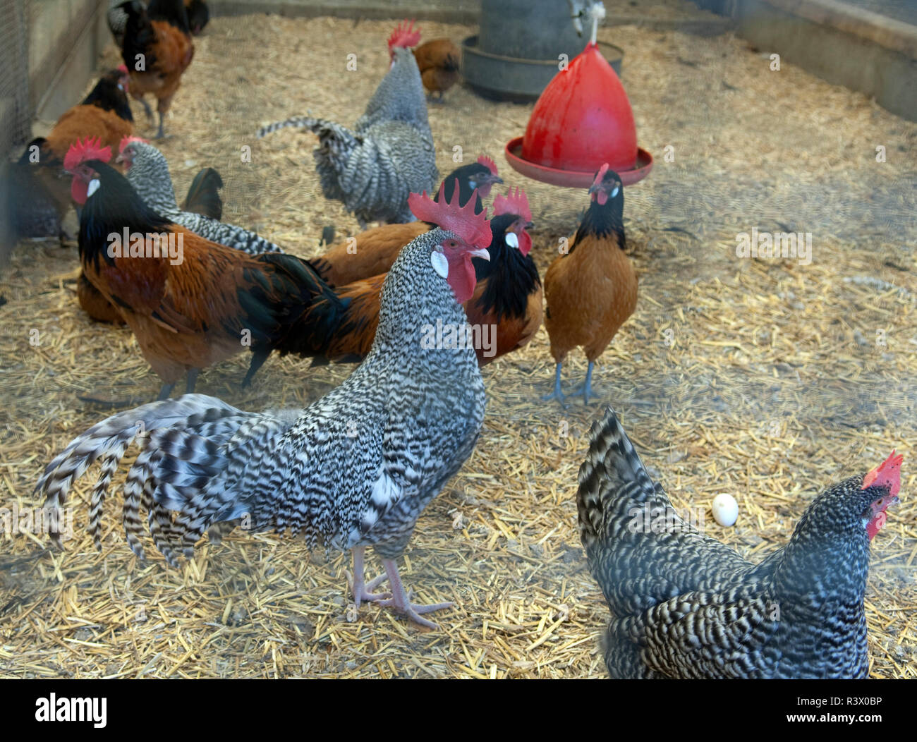 Vorwerkhuhn, Deutscher Sperber Stockfoto